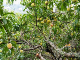 Loại quả “tốt nhất thế giới” chỉ có ở Lào Cai, trồng một lần thu hoạch nhiều năm, thành đặc sản nổi tiếng 70.000 đồng/kg