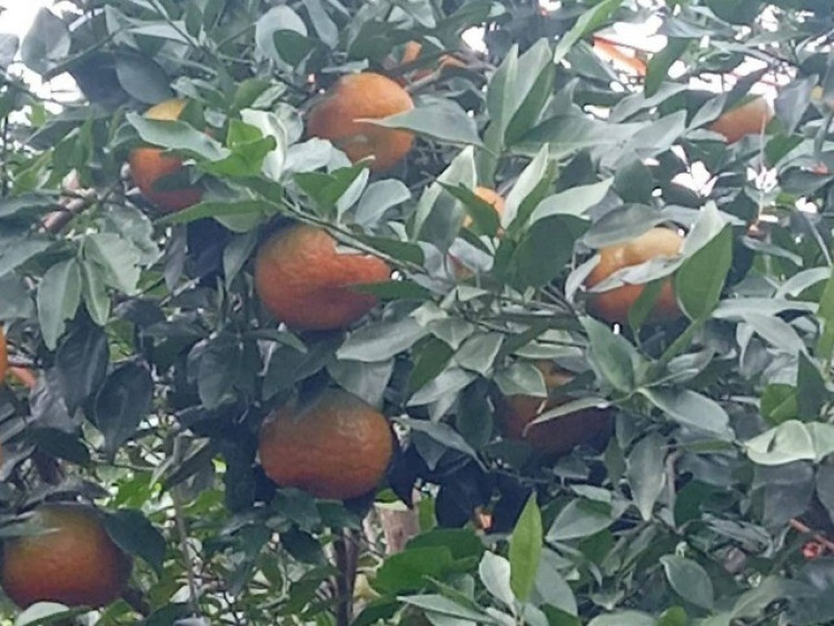 Loại quả "tốt nhất thế giới" chỉ có ở Hà Tĩnh, thành đặc sản được ưa chuộng, trồng một lần thu hoạch nhiều năm