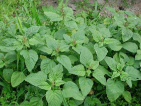 Cây dại mọc tua tủa sau mưa, xưa nhổ bỏ giờ thành đặc sản nổi tiếng ở thành phố, muốn mua cũng khó