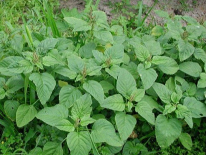 Cây dại mọc tua tủa sau mưa, xưa nhổ bỏ giờ thành đặc sản nổi tiếng ở thành phố, muốn mua cũng khó