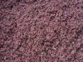 "Lộc trời" mọc trên đá có tên rất lạ, xưa không ai ngó ngàng nay thành đặc sản nổi tiếng, dân thành phố săn lùng