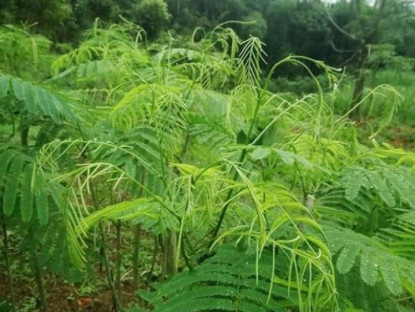 Cây dại “bốc mùi” được ví như “lộc trời”, là món ngon nổi tiếng với hương vị lạ, dân thành phố ưa chuộng