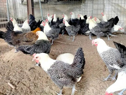 Nuôi con “1 vốn 4 lời”, cho ăn nhân sâm, thảo dược, cứ tới mùa “đẻ sòn sòn” bán chẳng kịp, nông dân thu lãi đậm