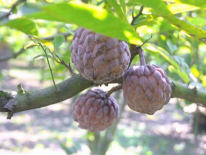 Loại quả "tốt nhất thế giới" chỉ có ở Bắc Ninh, trồng một lần thu hoạch nhiều năm, thành đặc sản lạ giá 70.000 đồng/kg