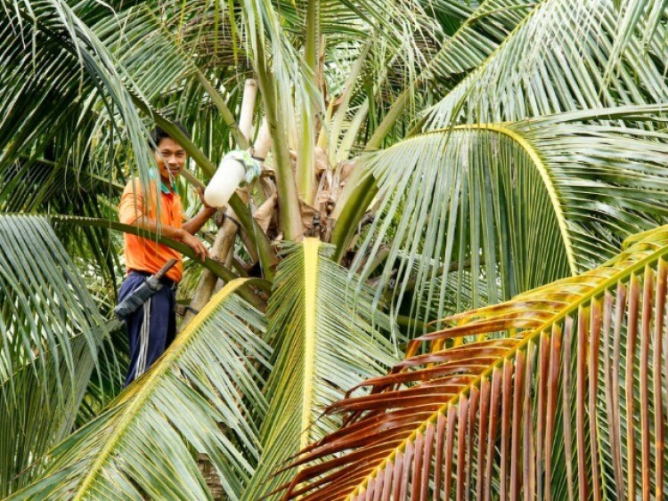 Nghề lạ ở Việt Nam: Mỗi ngày dùng tay vuốt ve một thứ tạo ra mật ngọt, trở thành đặc sản vạn người mê