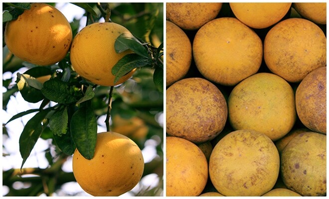 Cách chọn bưởi Diễn ngon ngọt sắc, chuẩn không chỉnh để dành ăn Tết Bính Ngọ - 1