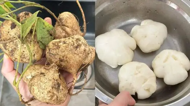 Củ này có hàm lượng vitamin C cao hơn khoai tây và khoai lang lại rẻ như cho, xào với thịt cực giòn ngon lạ miệng - 1