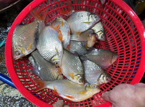 Loại cá có cái tên độc lạ, xưa đầy không ai biết, giờ trở thành đặc sản quý hiếm, giá 180.000 đồng/kg - 2