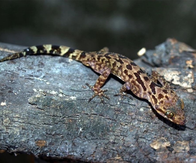 “Lộc trời” ở núi Bà Đen bò ra từ trong hang đá, dân bắt về phơi khô thành đặc sản, giá 1,5 triệu đồng/kg vẫn khó mua - 1