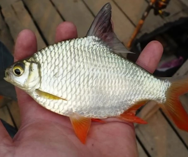 Loại cá có cái tên độc lạ, xưa đầy không ai biết, giờ trở thành đặc sản quý hiếm, giá 180.000 đồng/kg - 1