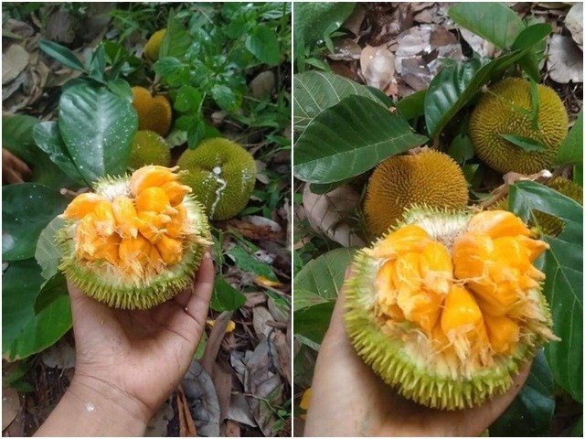 Loại quả xưa chín rụng không ai ngó ngàng, giờ thành đặc sản nổi tiếng ở thành phố, vị chua ngọt hấp dẫn - 4