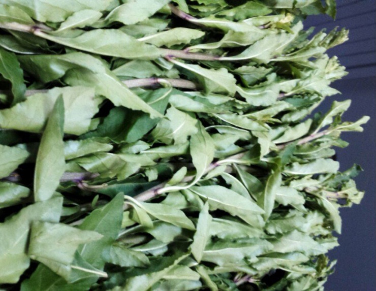 Cây trước làm hàng rào không ai nghĩ ăn được, nay là đặc sản lạ được ưa chuộng, giá 75.000 đồng/kg - 3