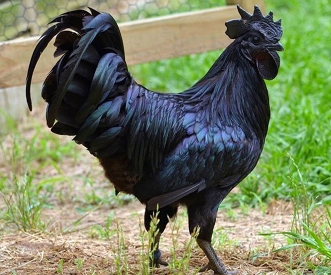 Nghề lạ ở Việt Nam: Nuôi con vật đen cho lợi nhuận “đỏ”, nông dân bỏ túi tiền tỷ mỗi năm, trứng bán 1 triệu đồng/quả - 1