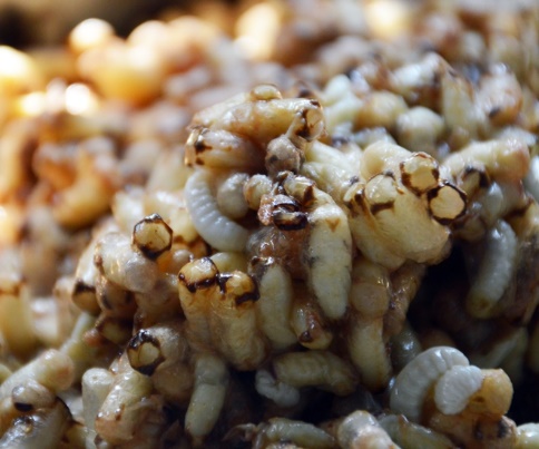 Đặc sản chỉ có ở Cà Mau, nhìn sợ “khiếp vía” nhưng nổi tiếng vì ngon và bổ, ít ai có cơ hội thưởng thức - 1