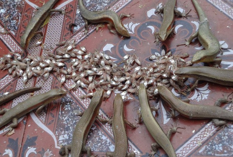 Thứ nhìn rất ghê, xưa không ai dám ăn, giờ thành đặc sản được ưa chuộng đến lạ, 300.000 đồng/kg - 2