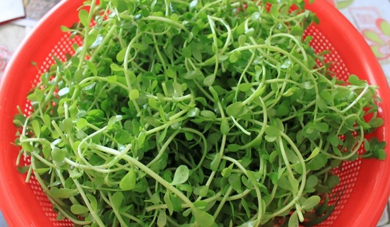 Cây dại mọc bờ mương có vị đắng, nay được ưa chuộng ở thành phố vì hương vị đặc biệt, vừa ngon vừa bổ - 2