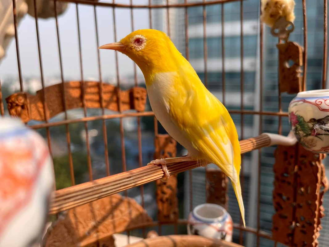 6 loài thú cưng sạch sẽ nhất khi nuôi: Có con vật còn tự dọn vệ sinh một cách thuần thục - 2