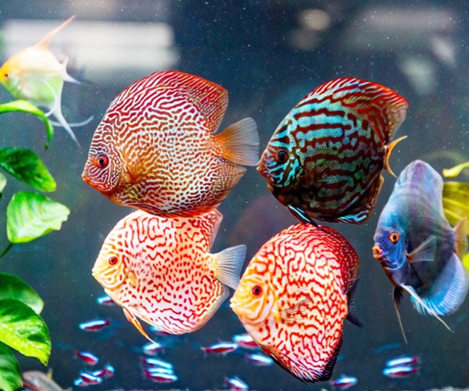 6 loài thú cưng sạch sẽ nhất khi nuôi: Có con vật còn tự dọn vệ sinh một cách thuần thục - 1