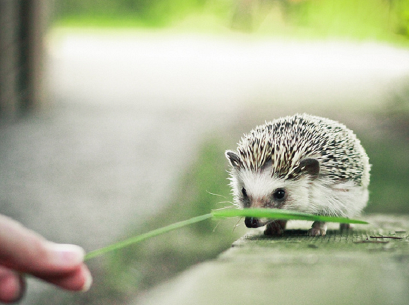 6 loài thú cưng sạch sẽ nhất khi nuôi: Có con vật còn tự dọn vệ sinh một cách thuần thục - 6