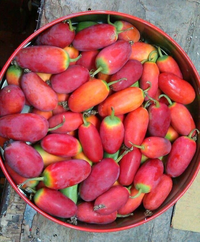 Cây dại mọc bờ bụi tưởng không ăn được, nay thành đặc sản nổi tiếng có hương vị lạ, ít người được thưởng thức - 3