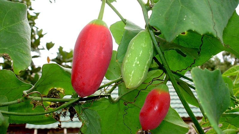 Cây dại mọc bờ bụi tưởng không ăn được, nay thành đặc sản nổi tiếng có hương vị lạ, ít người được thưởng thức - 2