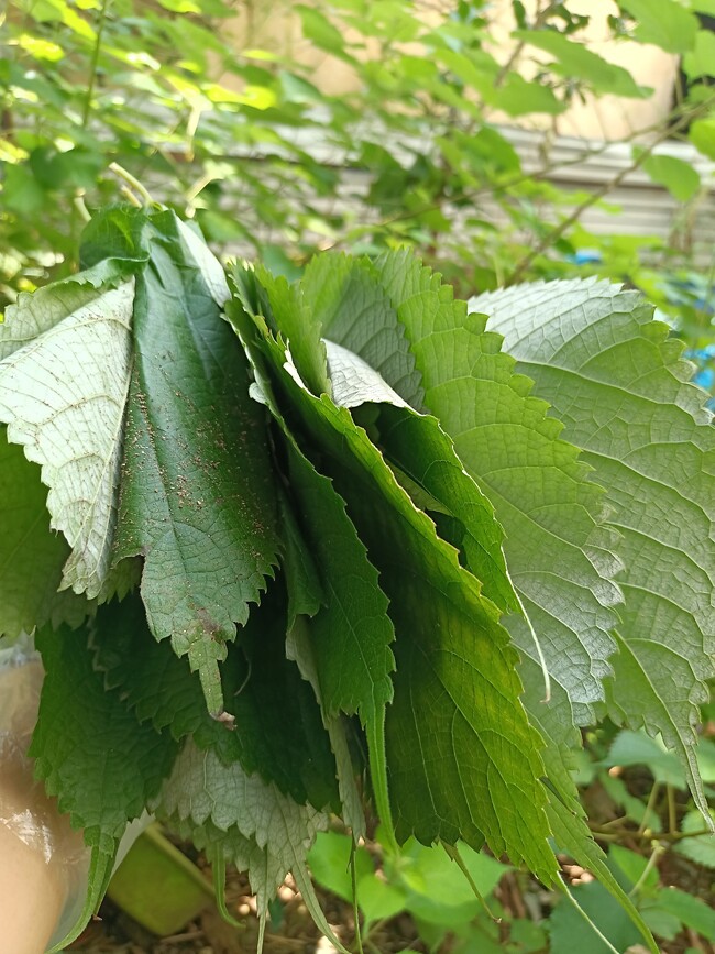 Cây dại mọc bờ bụi có tên rất lạ, xưa không ai biết đến nay làm thành món đặc sản nổi tiếng, hương vị đặc biệt - 2