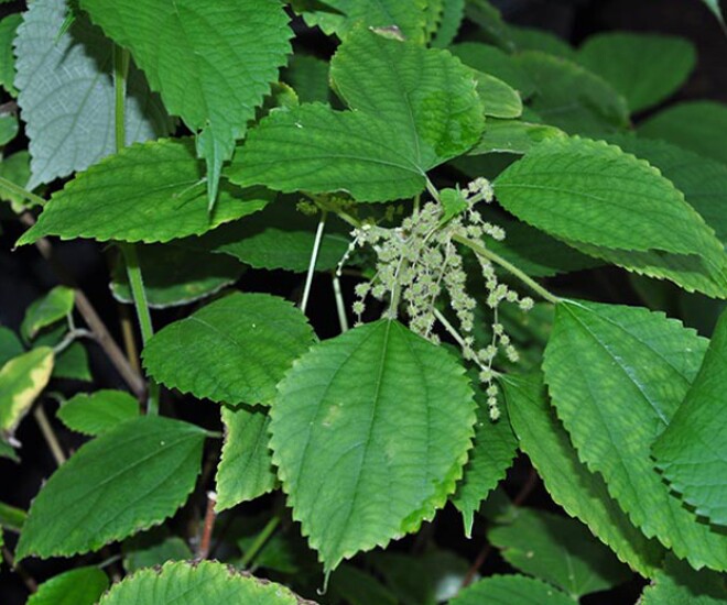 Cây dại mọc bờ bụi có tên rất lạ, xưa không ai biết đến nay làm thành món đặc sản nổi tiếng, hương vị đặc biệt - 1