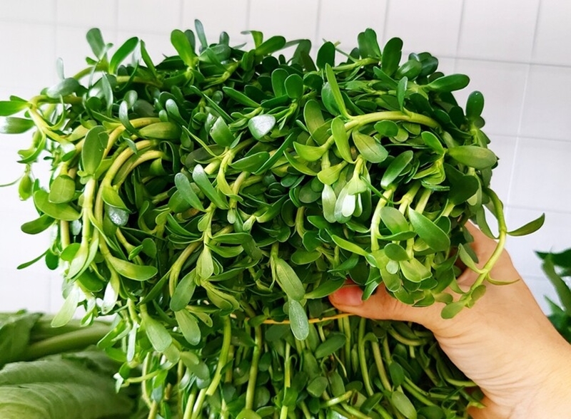 Cây dại mọc bờ mương có vị đắng, nay được ưa chuộng ở thành phố vì hương vị đặc biệt, vừa ngon vừa bổ - 4