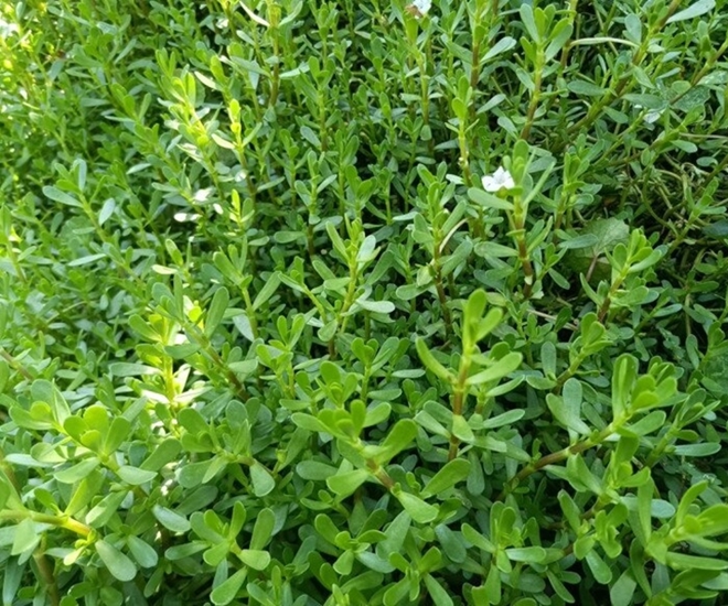 Cây dại mọc bờ mương có vị đắng, nay được ưa chuộng ở thành phố vì hương vị đặc biệt, vừa ngon vừa bổ - 1