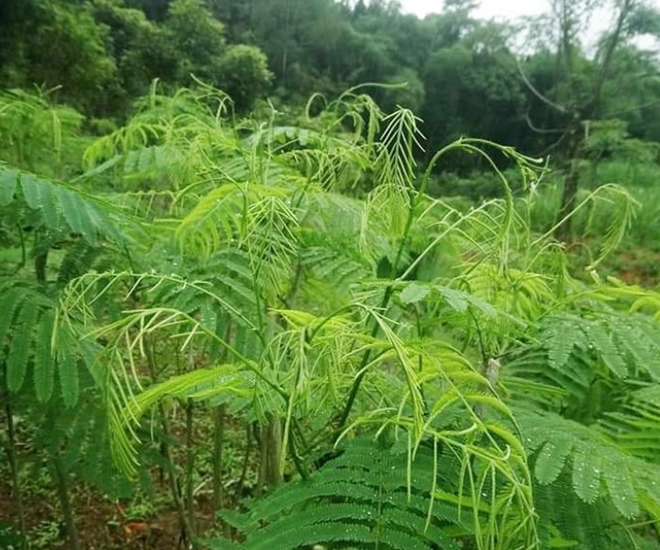Cây dại “bốc mùi” được ví như “lộc trời”, là món ngon nổi tiếng với hương vị lạ, dân thành phố ưa chuộng - 1