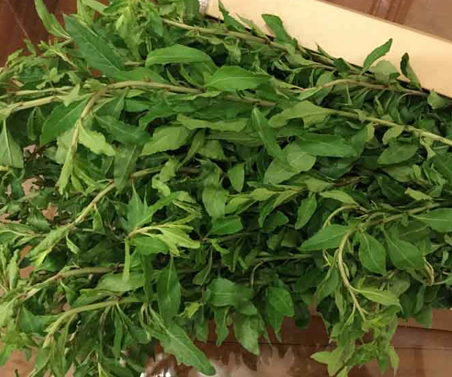 Cây trước làm hàng rào không ai nghĩ ăn được, nay là đặc sản lạ được ưa chuộng, giá 75.000 đồng/kg - 1