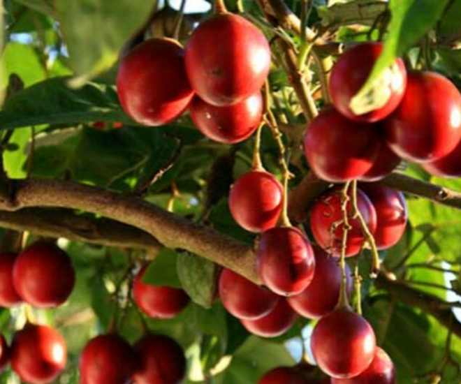 Loại quả xưa không ai ngó ngàng, nay thành đặc sản có vị độc lạ, dân thành phố "săn lùng" làm nhiều món ngon - 1