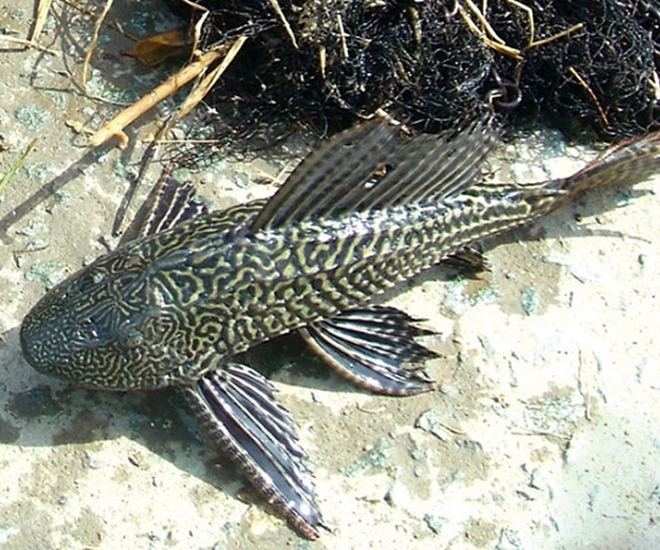 Loại cá xưa không ai dám ăn, giờ thành đặc sản nổi tiếng được khách du lịch "ưa thích", 60.000 đồng/kg - 1