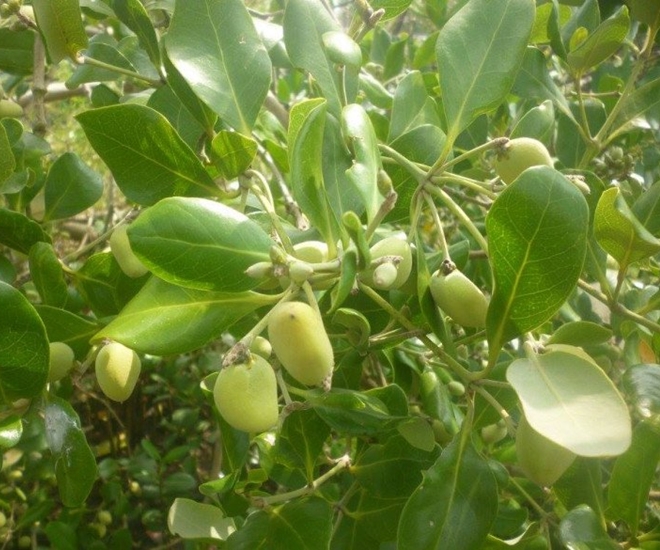 Loại quả xưa có đầy không ai bán, giờ thành đặc sản được dân thành phố "ưa chuộng", 120.000 đồng/kg - 1