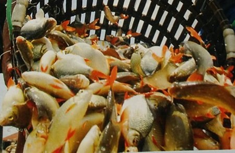 Loại cá có cái tên độc lạ, xưa đầy không ai biết, giờ trở thành đặc sản quý hiếm, giá 180.000 đồng/kg - 3