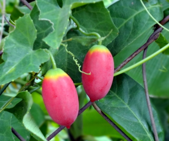 Cây dại mọc bờ bụi tưởng không ăn được, nay thành đặc sản nổi tiếng có hương vị lạ, ít người được thưởng thức - 1