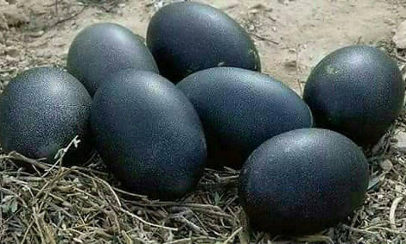 Nghề lạ ở Việt Nam: Nuôi con vật đen cho lợi nhuận “đỏ”, nông dân bỏ túi tiền tỷ mỗi năm, trứng bán 1 triệu đồng/quả - 3