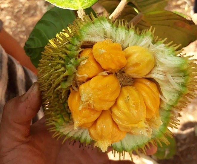 Loại quả xưa chín rụng không ai ngó ngàng, giờ thành đặc sản nổi tiếng ở thành phố, vị chua ngọt hấp dẫn - 1