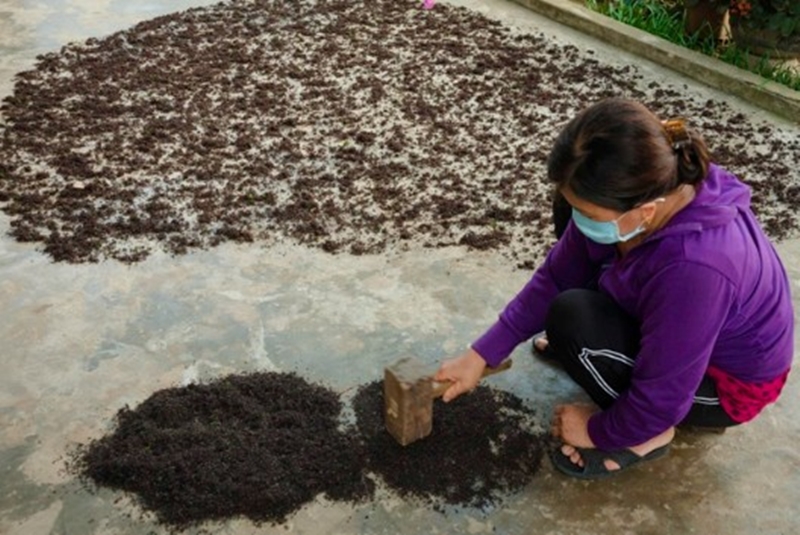 "Lộc trời" mọc trên đá có tên rất lạ, xưa không ai ngó ngàng nay thành đặc sản nổi tiếng, dân thành phố săn lùng - 3