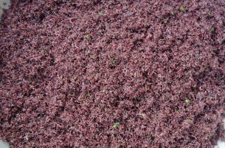 "Lộc trời" mọc trên đá có tên rất lạ, xưa không ai ngó ngàng nay thành đặc sản nổi tiếng, dân thành phố săn lùng - 2