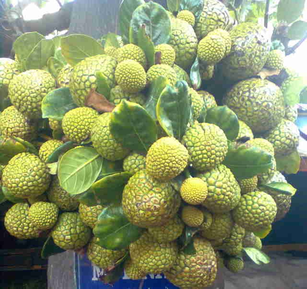 Loại quả xưa chín rụng không ai ngó ngàng, giờ thành đặc sản nổi tiếng ở thành phố, vị chua ngọt hấp dẫn - 2