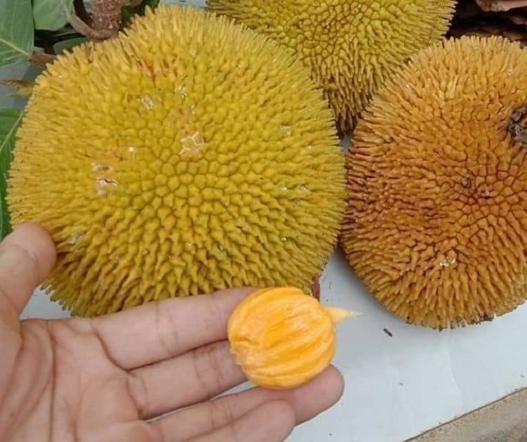 Loại quả xưa chín rụng không ai ngó ngàng, giờ thành đặc sản nổi tiếng ở thành phố, vị chua ngọt hấp dẫn - 3