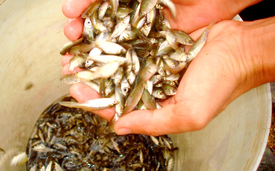 Loại cá có tên độc lạ, xưa dành cho người nghèo, giờ thành đặc sản được người thành phố "săn lùng", 400.000 đồng/kg - 2