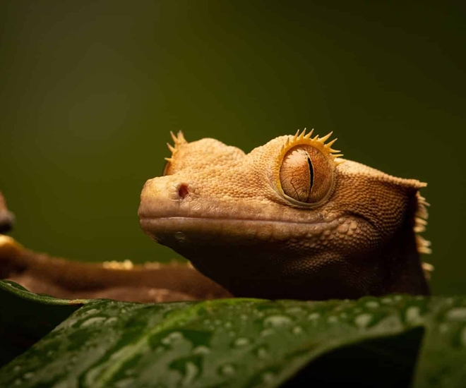 5 loài bò sát làm thú cưng cho người mới bắt đầu, không đụng hàng lại dễ nuôi, có con tuổi thọ hơn 40 năm - 1