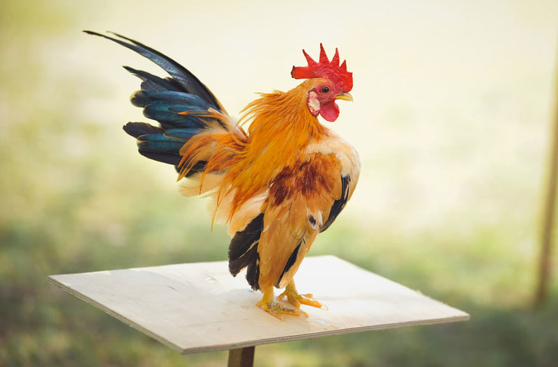 5 thú cưng mang lại hạnh phúc cho người cao tuổi, có loài giúp giảm nguy cơ mất trí nhớ - 5