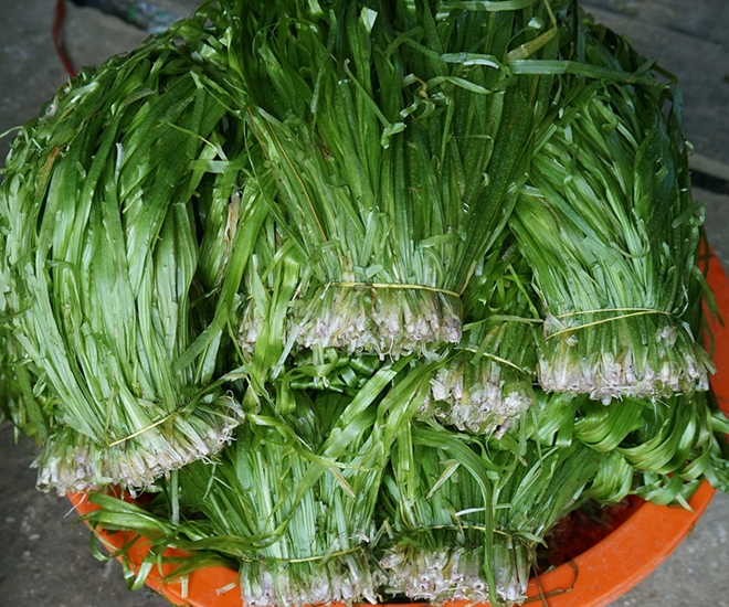 Đặc sản trời ban ở miền Tây từng được xem là cỏ dại, muốn thưởng thức phải chờ mùa nước nổi mới ngon - 1