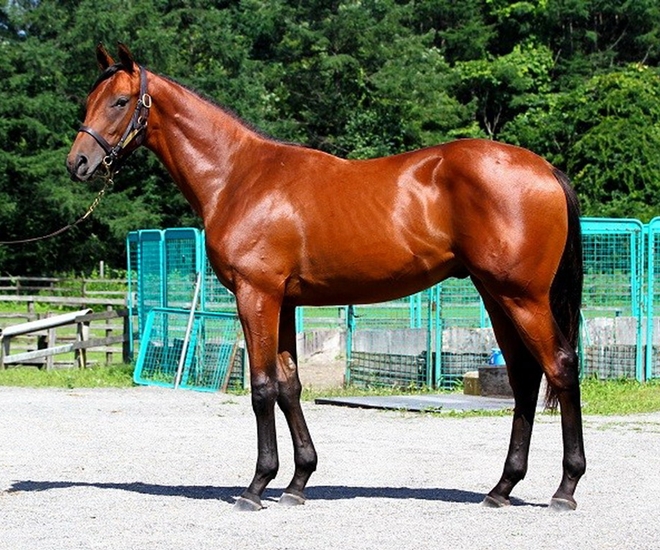 5 thú cưng đắt nhất hành tinh: Chỉ giới siêu giàu mới dám bỏ hơn 1.000 tỷ đồng để sở hữu một con vật nuôi - 1