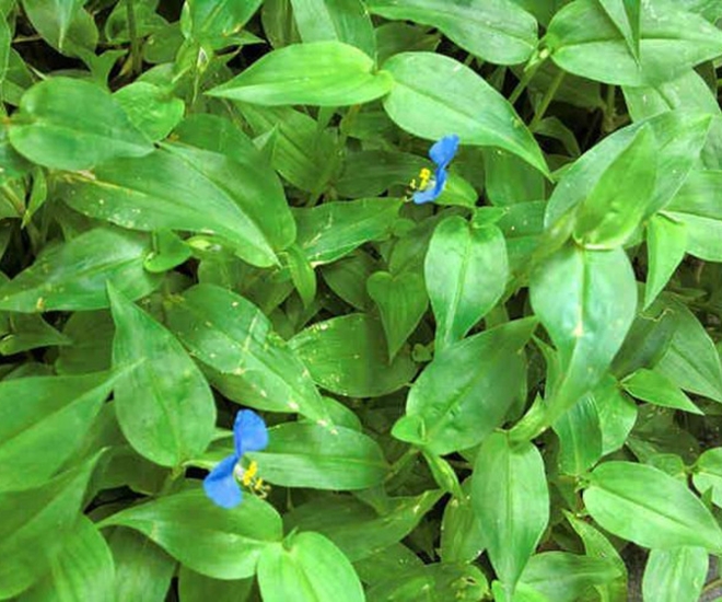 Loại rau dại mọc tua tủa sau mưa xưa nấu cho lợn nay “lên đời” thành đặc sản, 70.000 đồng/kg vẫn đắt khách - 1