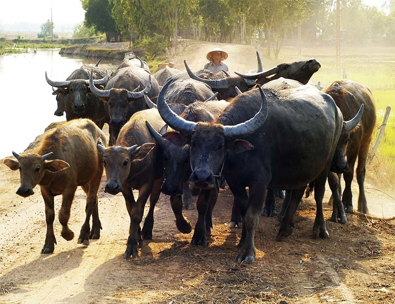 6 phong tục cầu may đầu năm độc lạ ở Việt Nam: Gội đầu để rũ sạch đen đủi, có nơi đi trộm đồ để lấy may - 6
