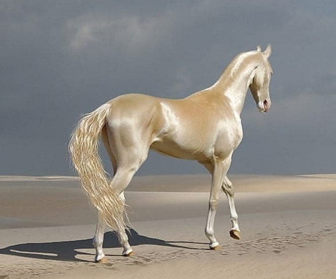 5 giống ngựa nổi tiếng đẹp và đắt đỏ: Có con trị giá 26 tỷ đồng, đích thị là thú cưng cho giới siêu giàu - 1